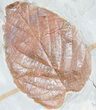 Two Nice Fossil Leaves (Davidia & Rutaceae?) - Montana #55136-2